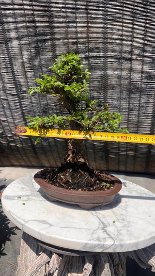BONSAI SHOHIN OLMO JAPONES NIRE KEYAKI