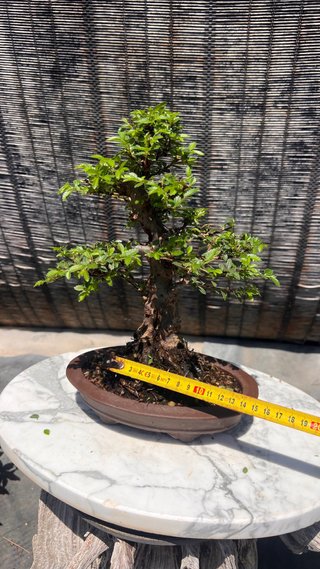 BONSAI SHOHIN OLMO JAPONES NIRE KEYAKI