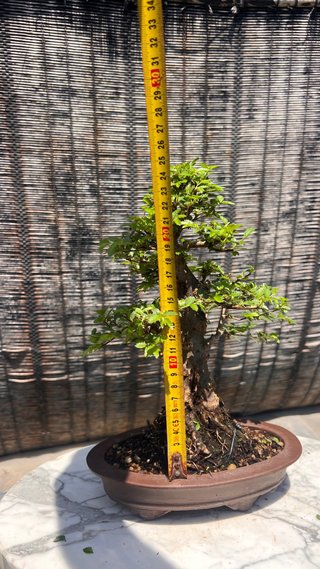 BONSAI SHOHIN OLMO JAPONES NIRE KEYAKI