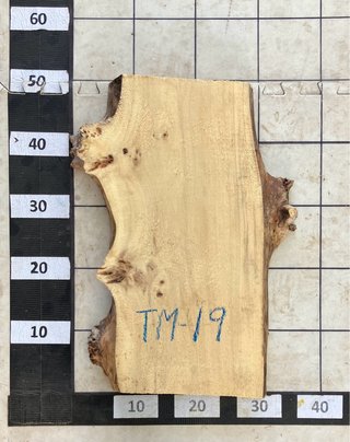 TABLAS DE ÁLAMO RAÍZ