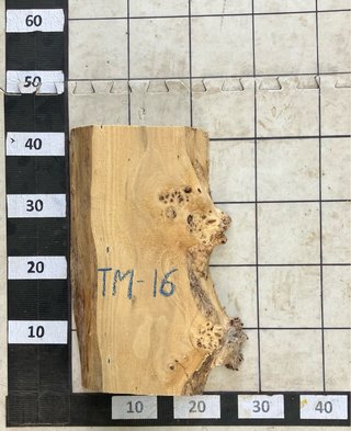 TABLAS DE ÁLAMO RAÍZ