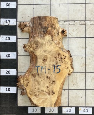 TABLAS DE ÁLAMO RAÍZ
