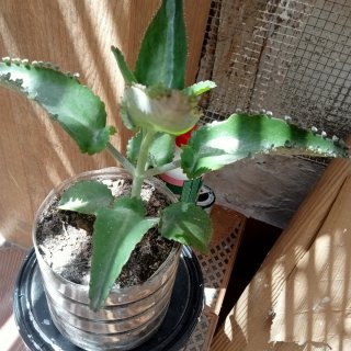 Plantas por 5€ (2 unidades)