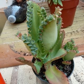 Plantas por 5€ (2 unidades)