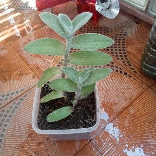 Plantas por 5€ (2 unidades)