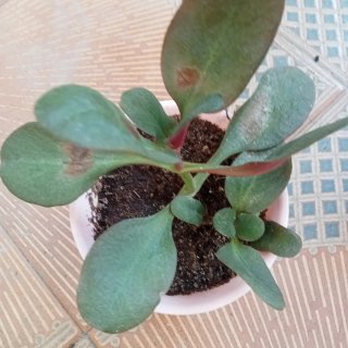 Planta con flores rosas y blancas