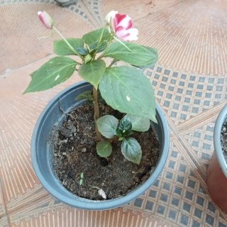 Planta con flores rosas y blancas