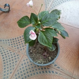 Planta con flores rosas y blancas