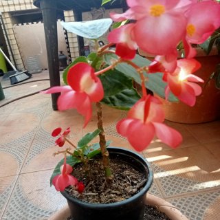 Planta con flores rosas y blancas