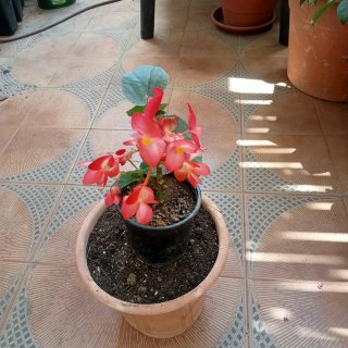 Planta con flores rosas y blancas
