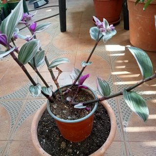 Planta con flores rosas y blancas