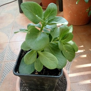 Planta con flores rosas y blancas