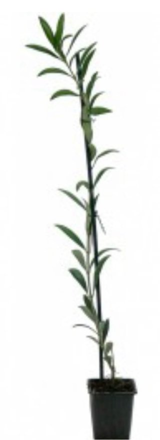 Olivo Arbequina 50cm