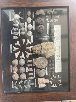 Caja de Fósiles Maroo - Colección Variada