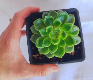 Planta suculenta natural Echeveria.