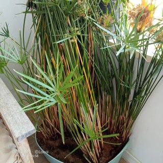 Planta Acuática 3m