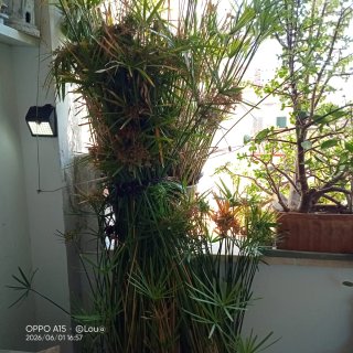Planta Acuática 3m