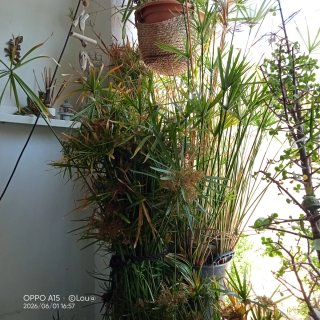 Planta Acuática 3m