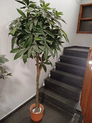 2 plantas Pachira Artificiales Trenzadas