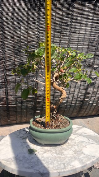BONSAI SHOHIN MORERA