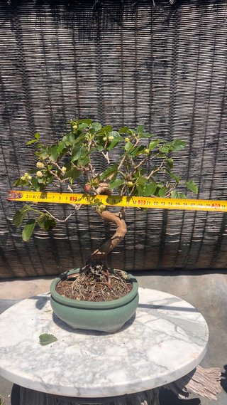 BONSAI SHOHIN MORERA