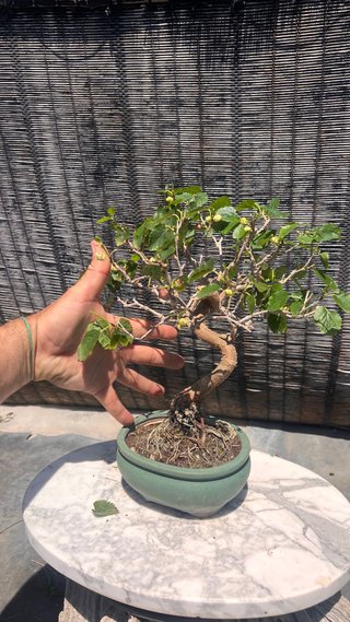 BONSAI SHOHIN MORERA