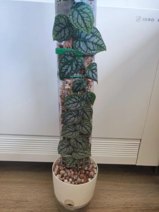 Monstera Dubia