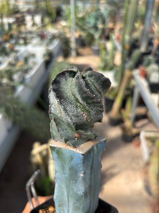 Cactus Astrophytum spiralis