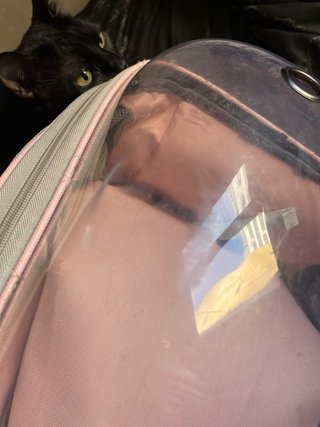 Mochila transportín para gatos transparente