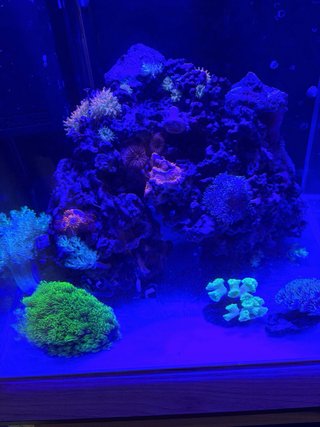 Acuario Marino muy completo 91 litros
