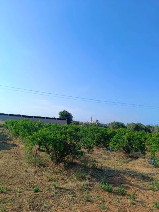 Terreno rustico en Cheste