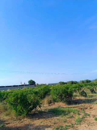 Terreno rustico en Cheste