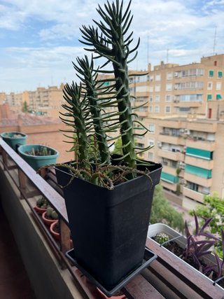 Planta Agujas de Eva en maceta alta