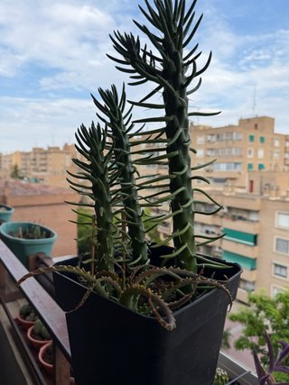 Planta Agujas de Eva en maceta alta
