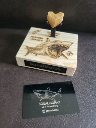 Fósil Autentico Squlicorax 95 Millones Años