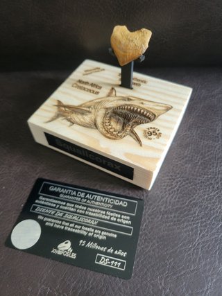 Fósil Autentico Squlicorax 95 Millones Años