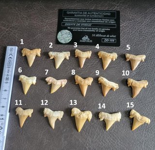 Fosil Autentico Otodus - 50 Millones Años