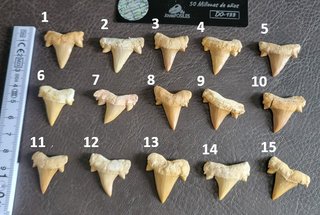 Fosil Autentico Otodus - 50 Millones Años