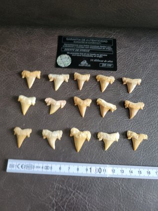 Fosil Autentico Otodus - 50 Millones Años