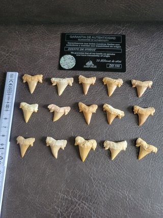Fosil Autentico Otodus - 50 Millones Años