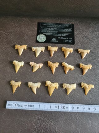 Fosil Autentico Otodus - 50 Millones Años