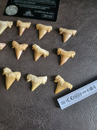 Fosil Autentico Otodus - 50 Millones Años