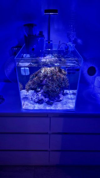 Acuario Marino Completo