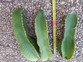 3 Esquejes Cactus Candelabro
