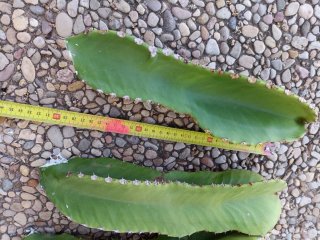 3 Esquejes Cactus Candelabro