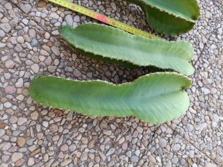 3 Esquejes Cactus Candelabro