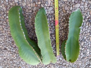 3 Esquejes Cactus Candelabro