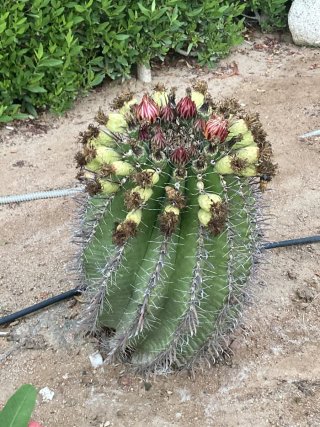Ferocactus peninsulae maceta 7x7 cm