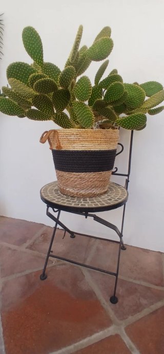 Cactus Opuntia en maceta decorada