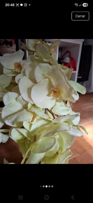 Varas de orquídeas amarillas SIA
